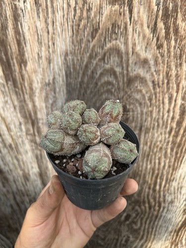 Euphorbia pseudoglobosa - pseudoglobosa, x