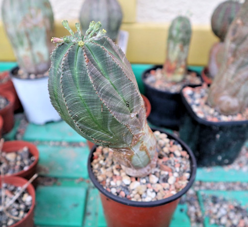 Euphorbia obesa - (maschio), /