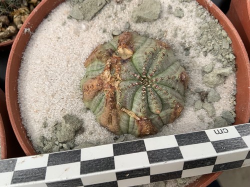 Wysiwyg 182 euphorbia obesa - wysiwyg,