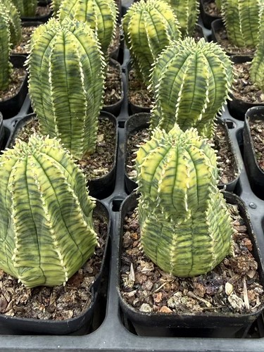 Euphorbia obesa pianta bonsai