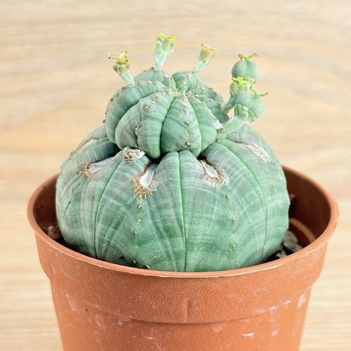 Euphorbia obesa pot - , cm