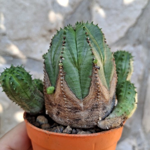 Euphorbia obesa succulent - obesa,