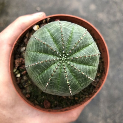 Pianta cactus succulenta - di,