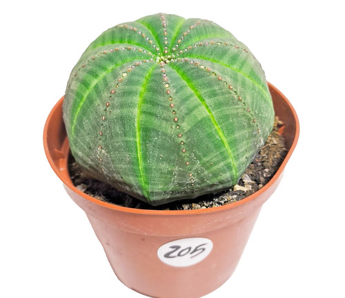 Euphorbia obesa 8cm - euphorbia, Ø