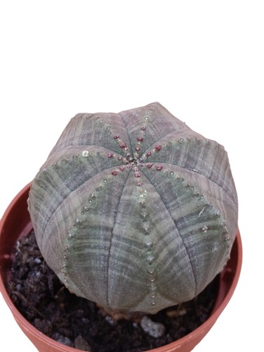 Euphorbia obesa pianta grassa