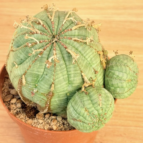Euphorbia obesa pot - obesa,