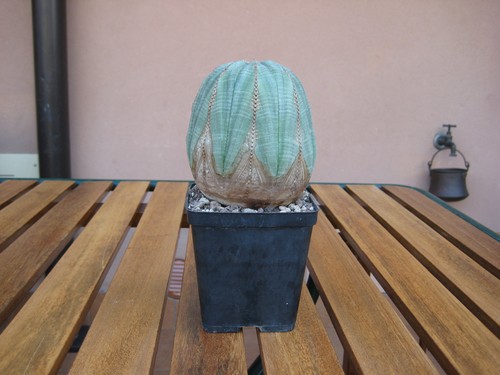 Euphorbia obesa pianta - obesa, di