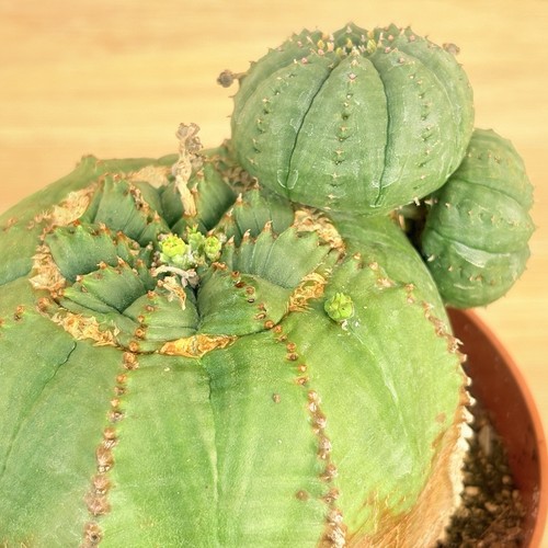 Euphorbia obesa pot 10 cm - euphorbia,