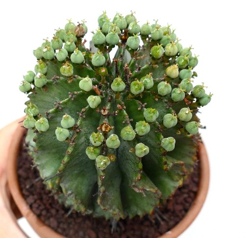 Euphorbia horrida female - ,
