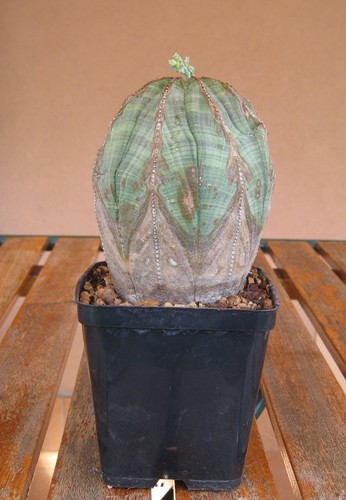 Euphorbia obesa pianta di - euphorbia,