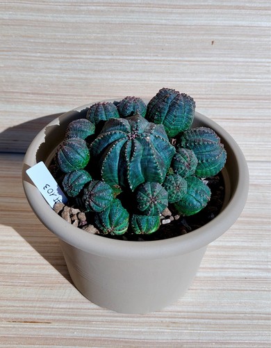 Euphorbia obesa prolifera - ,