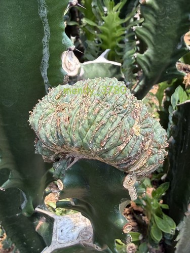 Rara pianta succulenta - pianta,