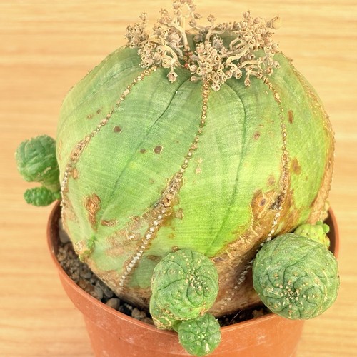Euphorbia obesa pot 10 - euphorbia,