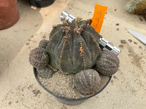 555 euphorbia obesa - 555,