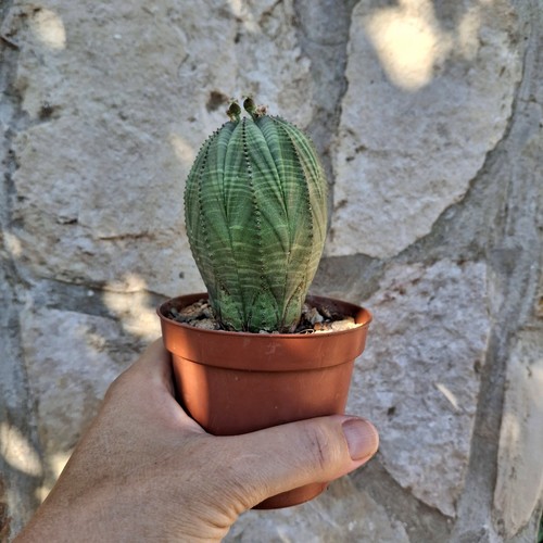 Euphorbia obesa succulent - obesa,