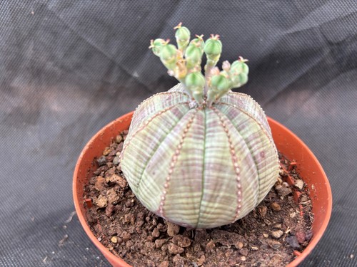 Euphorbia obesa cactus - obesa,