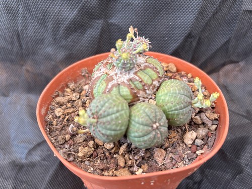 Euphorbia obesa monster cactus - euphorbia,