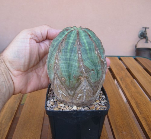 Euphorbia obesa pianta di - euphorbia,