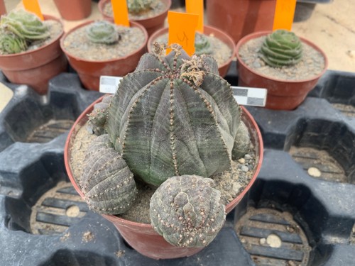 553 euphorbia obesa - 553,