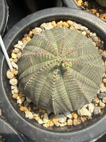 7cm euphorbia obesa - euphorbia,