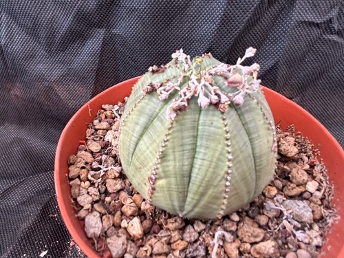 Euphorbia obesa cactus - obesa,
