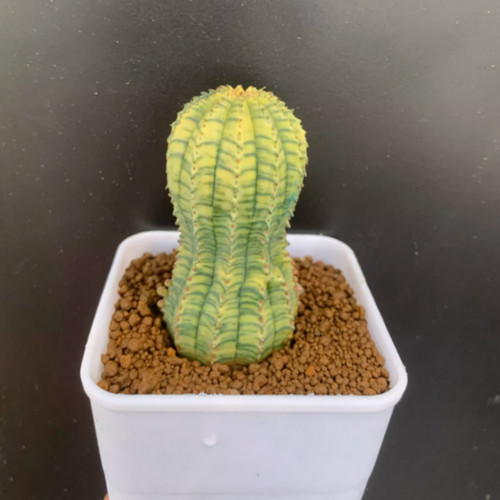 Pianta succulenta cactus - succulenta,