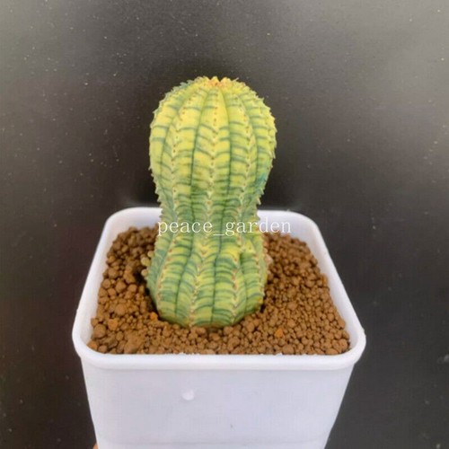 Euphorbia obesa pianta bonsai