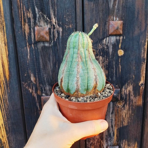 Euphorbia obesa ancient plant - euphorbia,