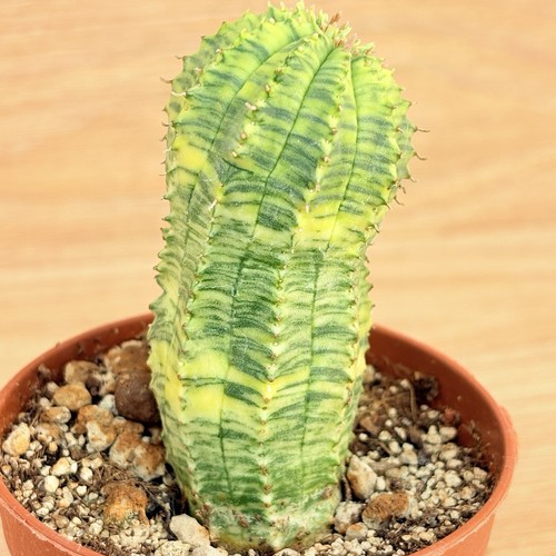 Euphorbia obesa hybrid - , f