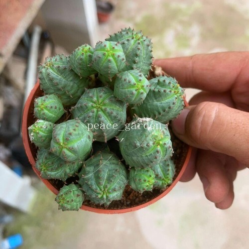 Multi teste euphorbia - teste, obesa