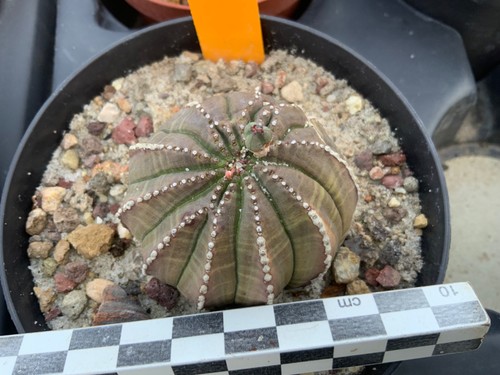 735 euphorbia obesa selection - 735,