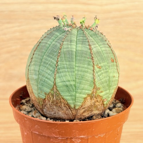 Euphorbia obesa pot 8cm - euphorbia,