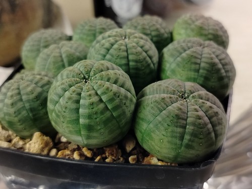 Piante seedling euphorbia - piante,