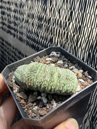 Rara pianta succulenta