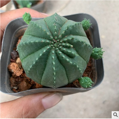 Euphorbia obesa cactus - euphorbia, piante