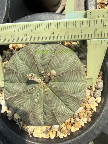 Euphorbia obesa astrophytum - euphorbia,