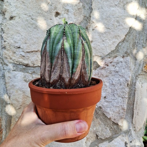 Euphorbia obesa ancient - euphorbia,