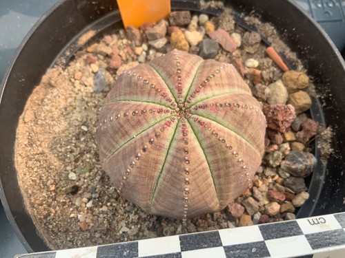Wysiwyg 255 euphorbia obesa - 255,