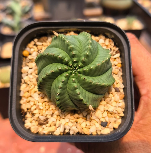 Rara pianta succulenta