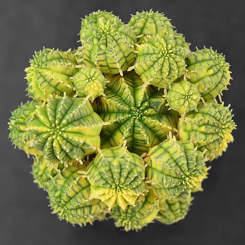 Euphorbia obesa variegato - euphorbia,