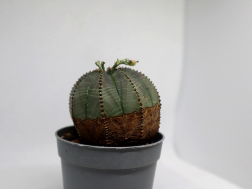 Euphorbia obesa rare - euphorbia,