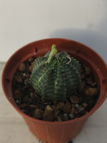 Euphorbia obesa roots - euphorbia,