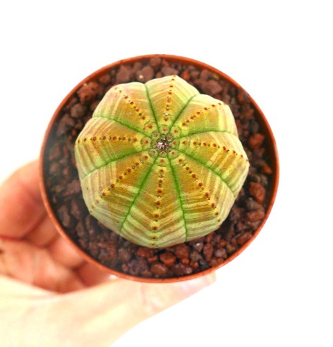 Euphorbia obesa green yellow - euphorbia,