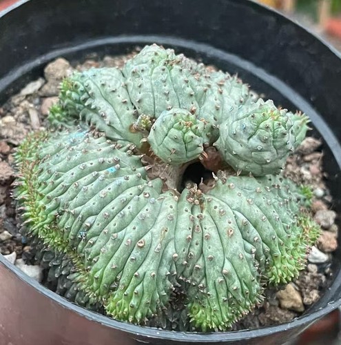Vendo raro gancio euphorbia - raro,
