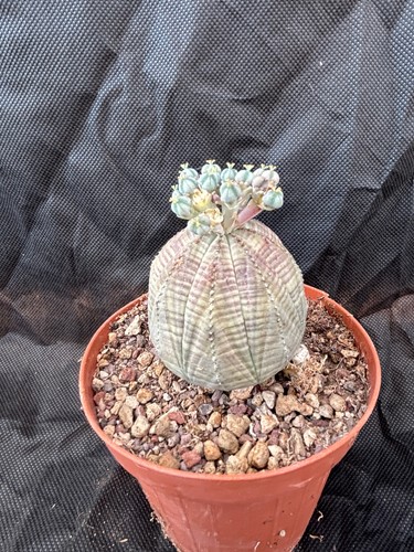 Euphorbia obesa cactus - obesa,