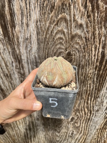 Euphorbia obesa old - obesa, plant/