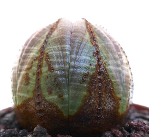 Euphorbia obesa brown striata - obesa,
