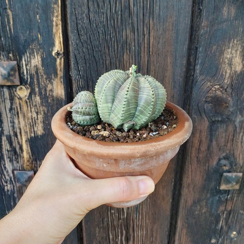 Euphorbia obesa caudiciform - euphorbia, obesa.