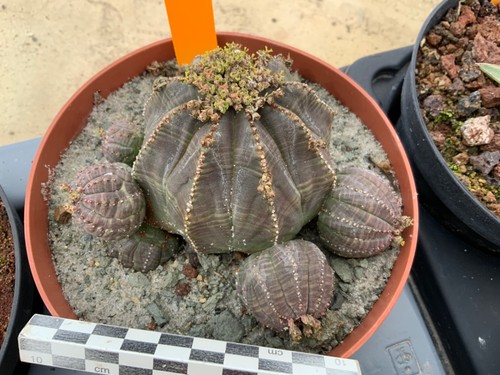 Wysiwyg 869 euphorbia - euphorbia, obesa