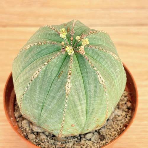 Euphorbia obesa pot - euphorbia, ,
